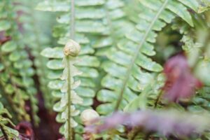 Photo Local growth