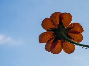 Photo STEM Scholarship