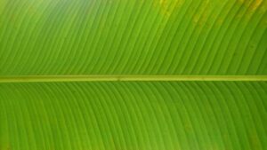 Photo Green Business Proposal