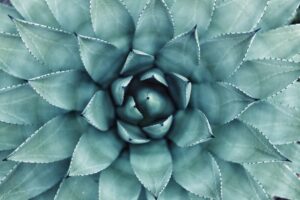 Photo Seed funding: Sprouting plant
