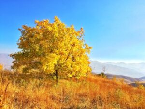Photo Rural landscape