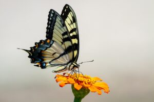 Photo Community garden
