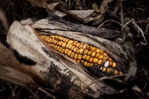 Photo Farmers planting crops