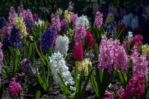 Photo Springtime